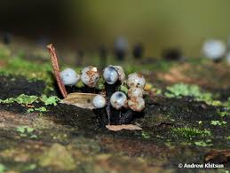 Attēlu rezultāti vaicājumam “Holwaya mucida”