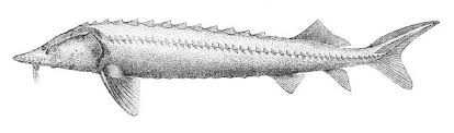 Image result for Huso brevirostrum