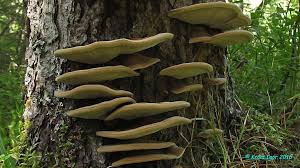 Attēlu rezultāti vaicājumam “Inonotus leporinus”