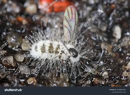 Attēlu rezultāti vaicājumam “Sciaridae”