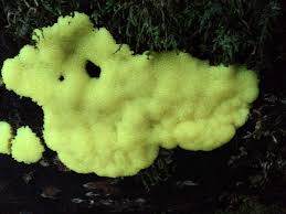 Attēlu rezultāti vaicājumam “Stemonitis axifera var. smithii macro”