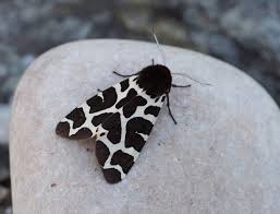 Attēlu rezultāti vaicājumam “Pandemis cinnamomeana female”