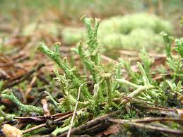 Attēlu rezultāti vaicājumam “Cladonia ramulosa”
