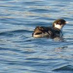 Image result for Synthliboramphus antiquus