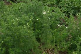 Attēlu rezultāti vaicājumam “Tripleurospermum inodorum leaf”