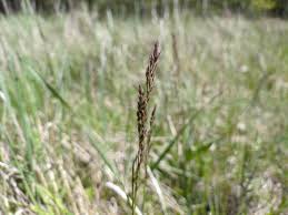 Attēlu rezultāti vaicājumam “Poa angustifolia”
