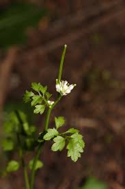 Attēlu rezultāti vaicājumam “Cardamine amara flower”
