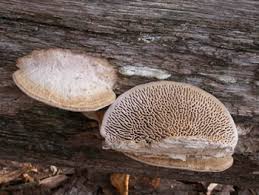 Attēlu rezultāti vaicājumam “Daedalea quercina”