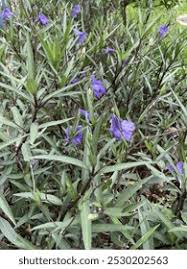 Image result for Campanula lingulata