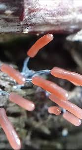 Attēlu rezultāti vaicājumam “Stemonitopsis subcaespitosa stalked”