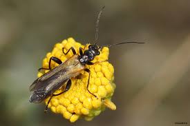 Attēlu rezultāti vaicājumam “Oedemera femorata”