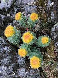 Attēlu rezultāti vaicājumam “Rhodiola rosea flower”