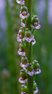 Attēlu rezultāti vaicājumam “Juncaginaceae”