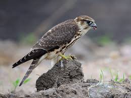 Image result for Falco columbarius