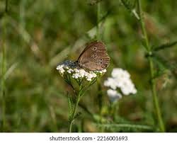 Attēlu rezultāti vaicājumam “Aphantopus hyperantus upperside”