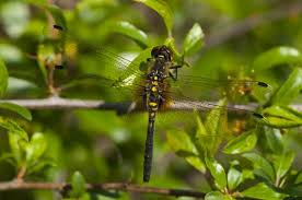 Attēlu rezultāti vaicājumam “Leucorrhinia”