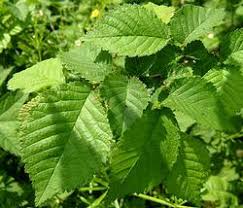 Attēlu rezultāti vaicājumam “Ulmus minor”