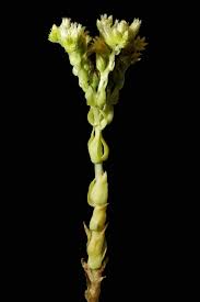 Attēlu rezultāti vaicājumam “Jovibarba globifera bud”