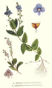 Image result for Veronica chamaedrys