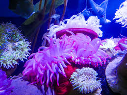 Attēlu rezultāti vaicājumam “Anemone”