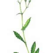 Attēlu rezultāti vaicājumam “Crepis paludosa flower”