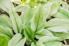 Image result for Hosta White Feather