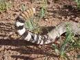 Verde River Walkabout  Hiking and Camping in Arizonas Mazatzal