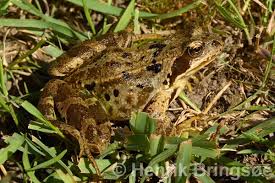 Attēlu rezultāti vaicājumam “Rana temporaria adult”