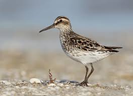 Attēlu rezultāti vaicājumam “Calidris falcinellus adult”