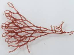 Attēlu rezultāti vaicājumam “Ceramium sp.”