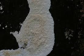 Attēlu rezultāti vaicājumam “Dentipellis fragilis”