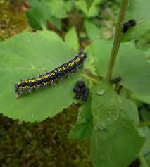 Attēlu rezultāti vaicājumam “Callimorpha dominula larva”