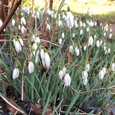 Attēlu rezultāti vaicājumam “Galanthus nivalis leaf”