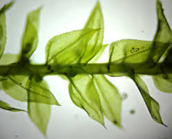 Attēlu rezultāti vaicājumam “Oxyrrhynchium hians var. rigidum”