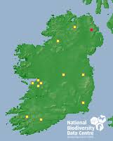 Attēlu rezultāti vaicājumam “Euura brevicornis”