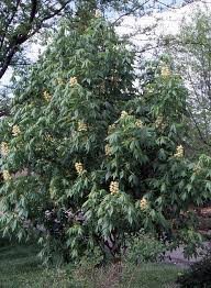 Attēlu rezultāti vaicājumam “Aesculus”