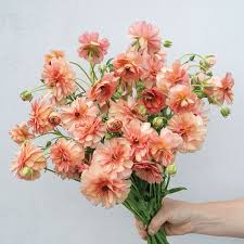 Attēlu rezultāti vaicājumam “Ranunculus elatior flower”