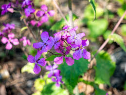 Attēlu rezultāti vaicājumam “Lunaria annua leaf”