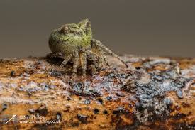 Attēlu rezultāti vaicājumam “Gibbaranea gibbosa”