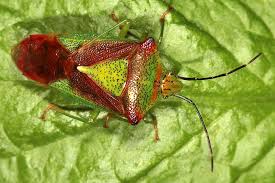 Attēlu rezultāti vaicājumam “Acanthosoma haemorrhoidale”