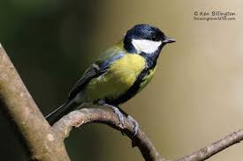 Attēlu rezultāti vaicājumam “Parus major”