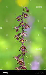 Attēlu rezultāti vaicājumam “Epipactis atrorubens leaf”