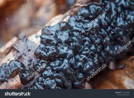 Attēlu rezultāti vaicājumam “Exidia glandulosa”