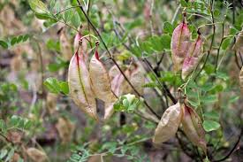 Image result for Colutea arborescens