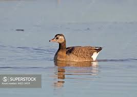 Attēlu rezultāti vaicājumam “Branta canadensis adult”
