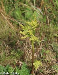 Attēlu rezultāti vaicājumam “Botrychium multifidum”