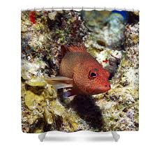 Image result for Cephalopholis fulva