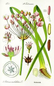 Attēlu rezultāti vaicājumam “Butomus umbellatus flower”