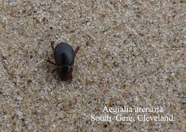 Attēlu rezultāti vaicājumam “Aegialia arenaria”