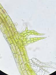 Attēlu rezultāti vaicājumam “Cephaloziella elachista”